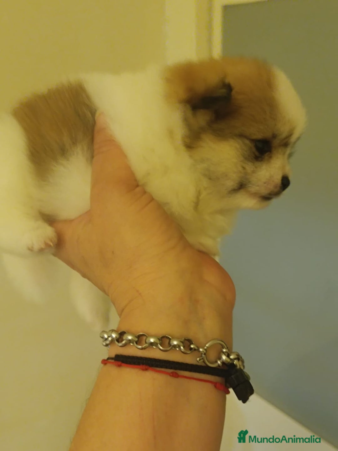Pomerania perros en venta: Lulu de pomerania - Imagen 4