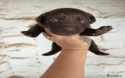 Labrador Retriever perros en venta: Labrador retriever  - Anuncio 2