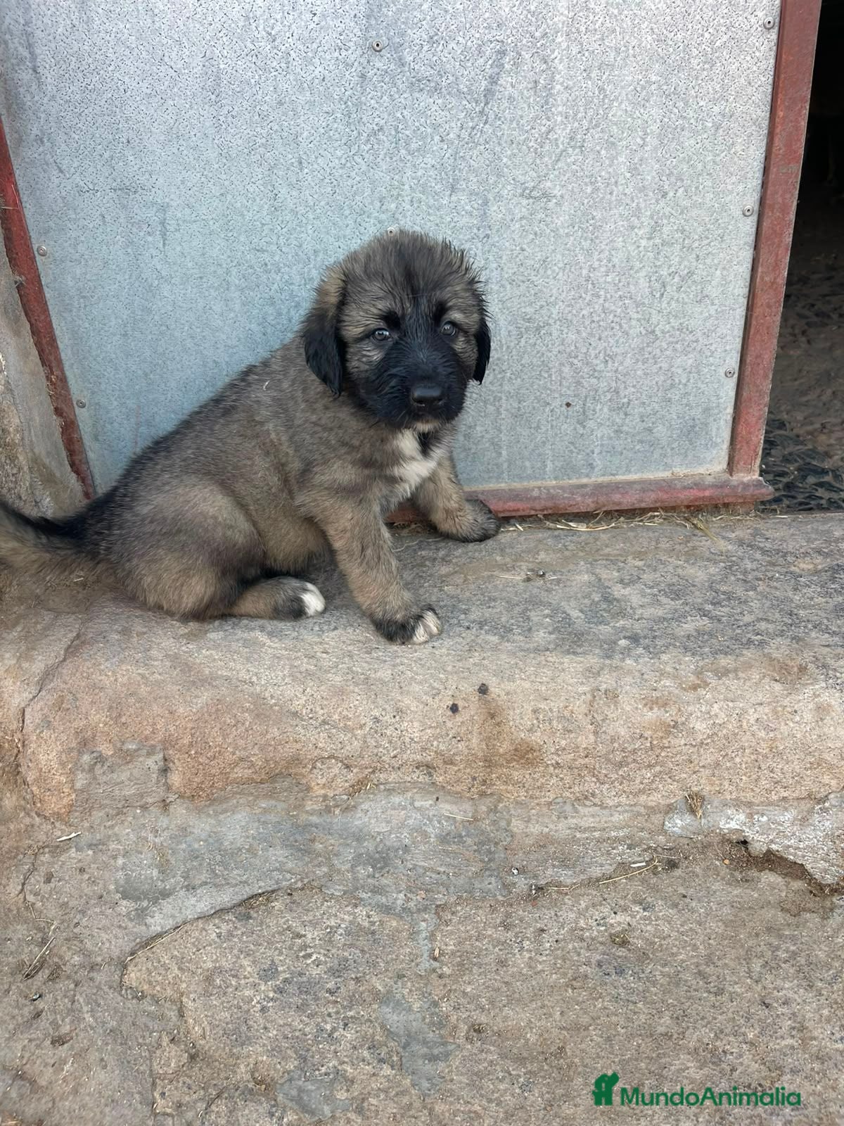 Pastor del Cáucaso perros Pastores del Caucasos de Calidad  - Anuncio 1