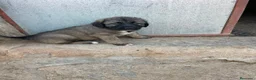 Pastor del Cáucaso perros en venta: Pastores del Caucasos de Calidad  - Anuncio 1