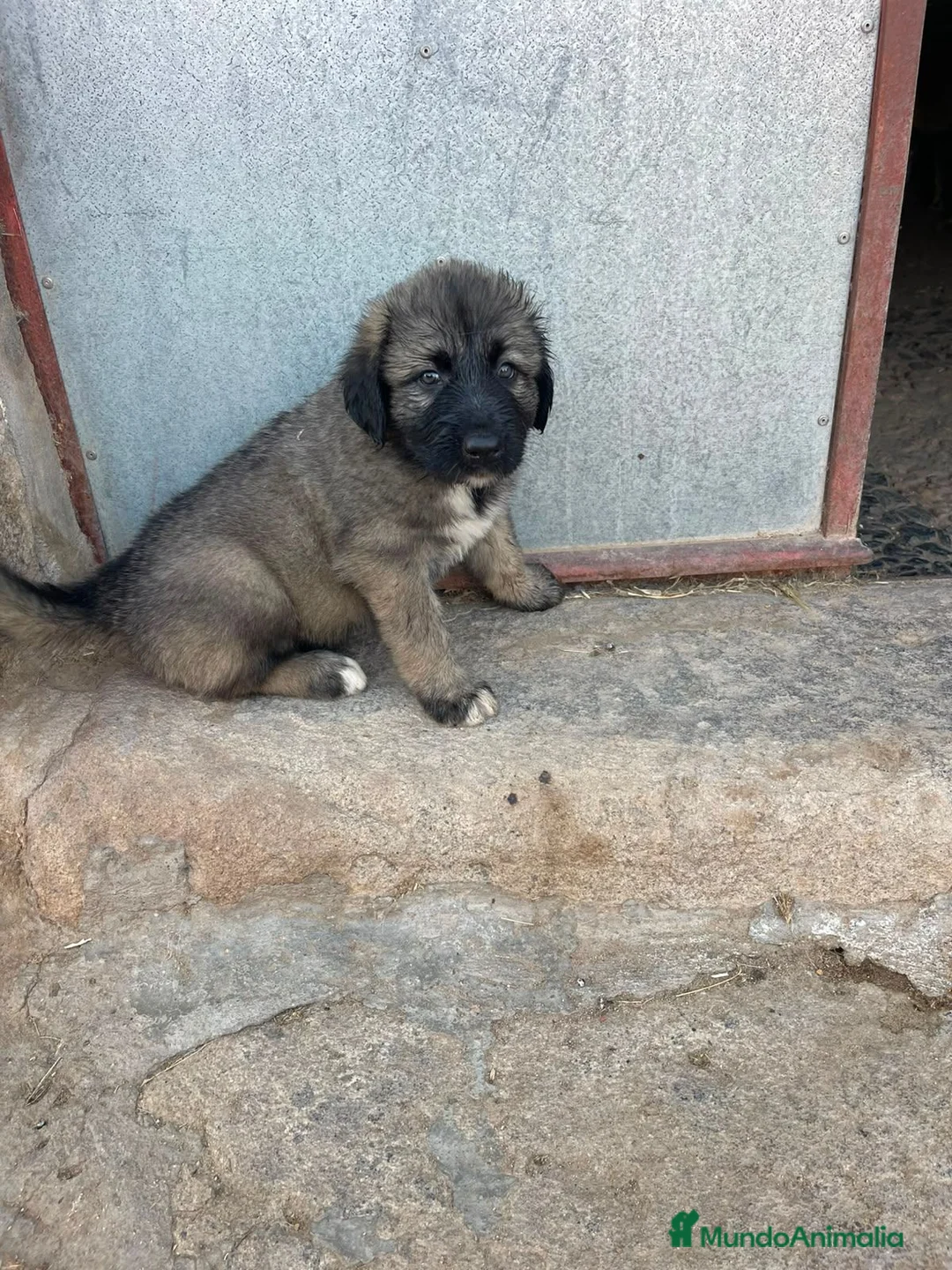 Pastor del Cáucaso perros en venta: Pastores del Caucasos de Calidad  - Anuncio 1