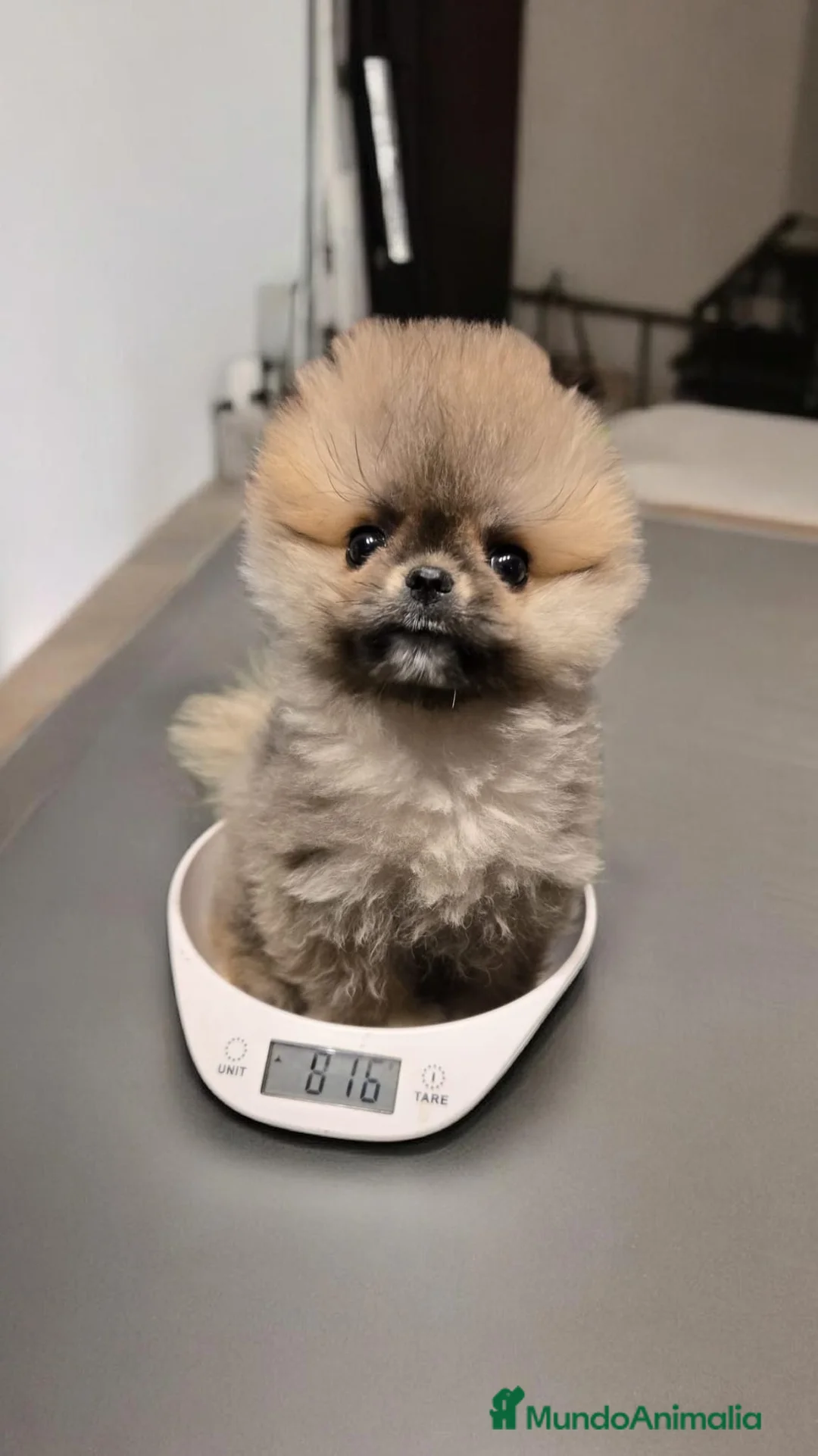 Pomerania perros en venta: POMERANIA CARITA DE OSITO-HEMBRA - Anuncio 5