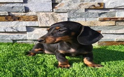Teckel Miniatura perros en venta: Teckel kaninchen!! - Imagen 1