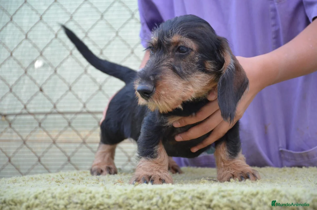 Teckel perros en venta: teckel standar de pelo duro - Anuncio 6