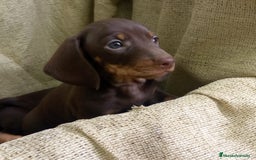 Teckel Miniatura perros en venta: Camada de teckel miniaturas - Imagen 1
