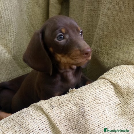 Teckel Miniatura perros - Anuncio 17