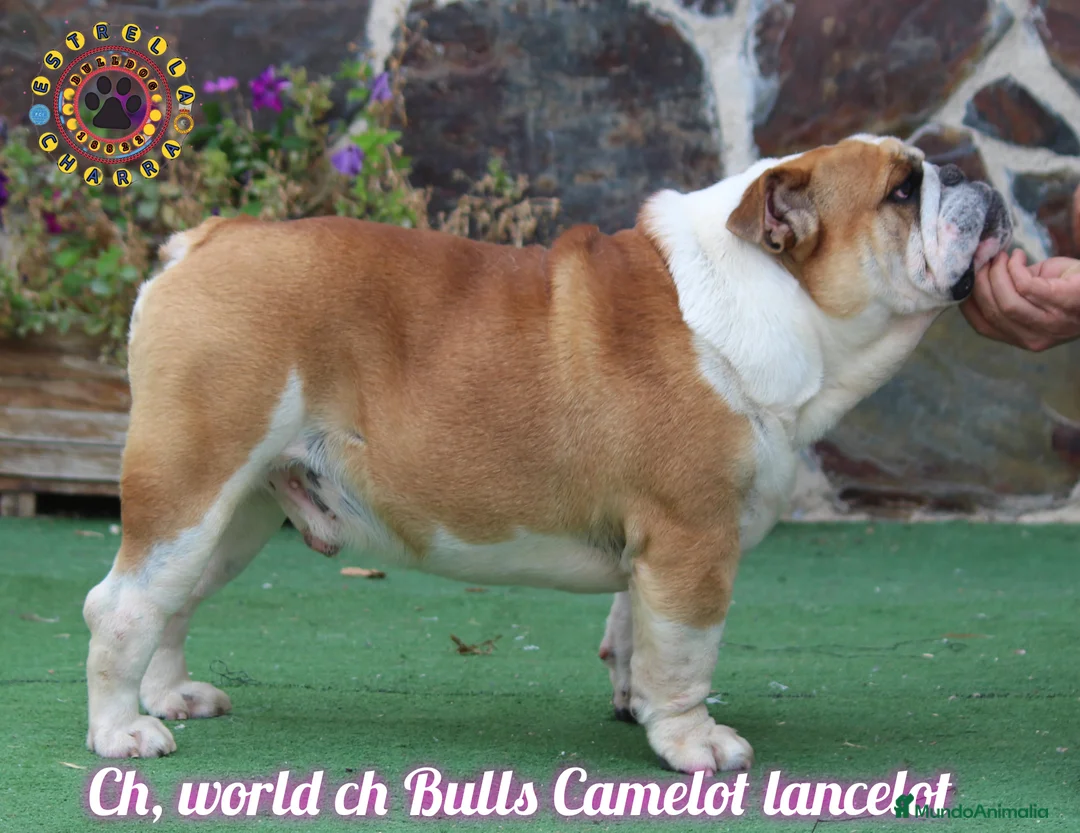 Bulldog Inglés perros para monta: Bulldog ingles ch monta  en Salamanca - Anuncio 3