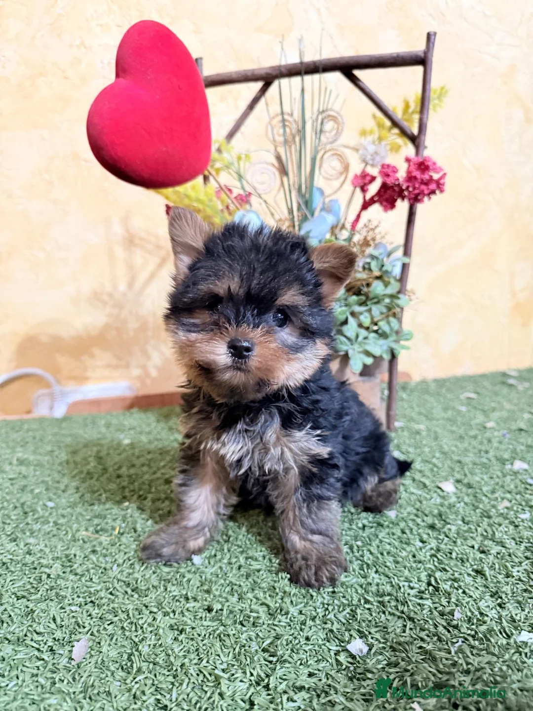 Yorkshire Terrier perros en venta: Yorkshire terrier muy bonitos!! - Anuncio 4