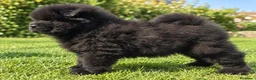 Chow Chow perros en venta: CHOW CHOW NEGRO CON MUCHO PELO  - Anuncio 2