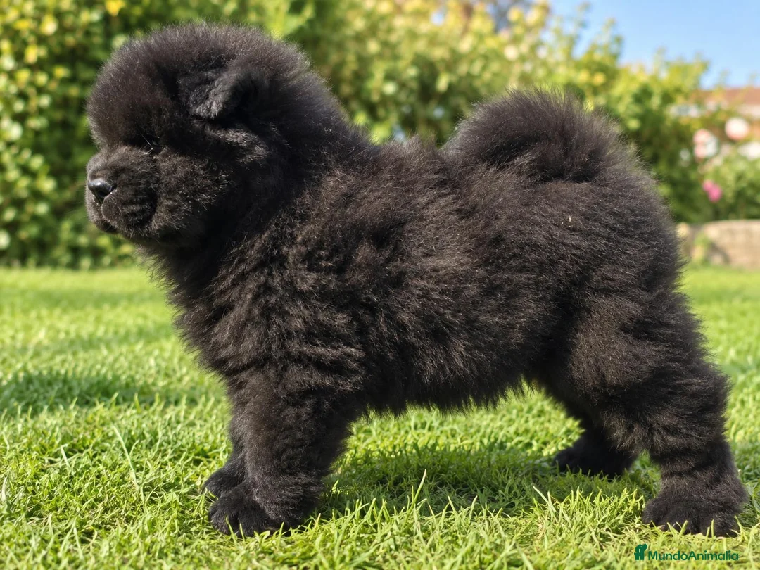 Chow Chow perros en venta: CHOW CHOW NEGRO CON MUCHO PELO  - Anuncio 2