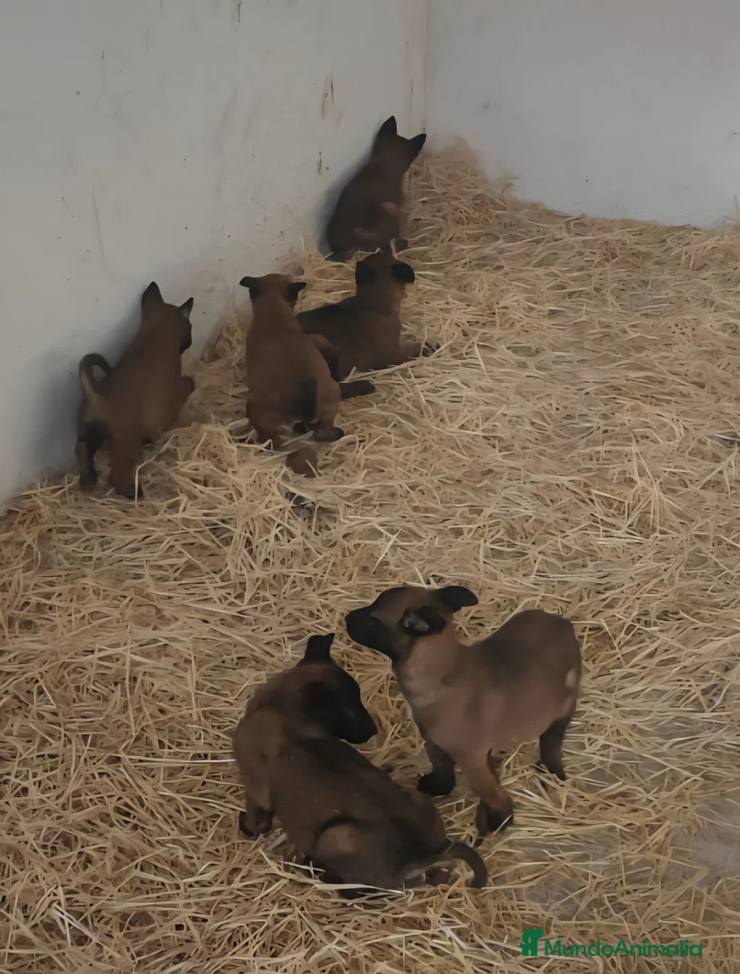 Pastor Belga Malinois perros en venta: Cachorros malinois - Anuncio 2
