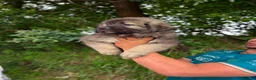 Pastor del Cáucaso perros en venta: Pastor Cáucaso  - Anuncio 6