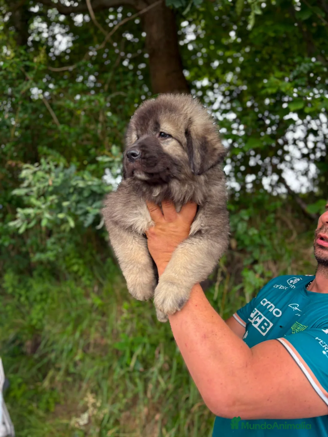 Pastor del Cáucaso perros en venta: Pastor Cáucaso  - Anuncio 6