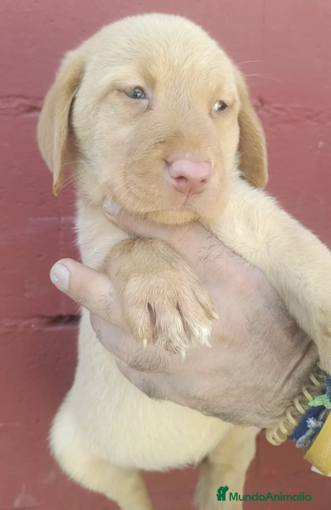 Labrador Retriever perros en venta: Labrador retriever Hembra dorada !!🐶🐾 en Málaga - Anuncio 2