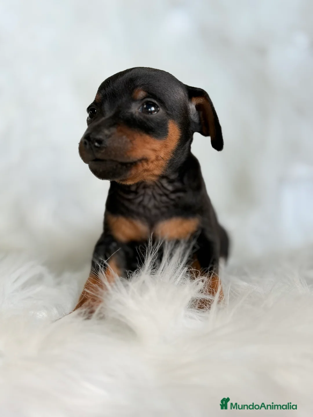 Pinscher Miniatura perros en venta: Minipincher machito  - Anuncio 3