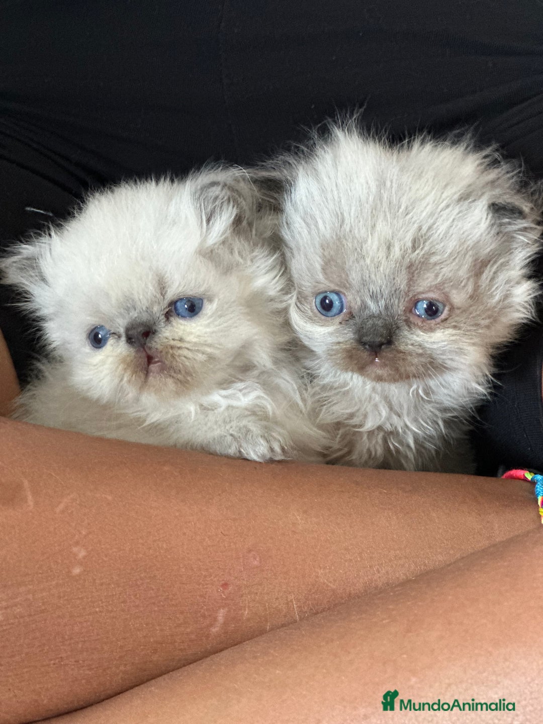 Persa gatos en venta: Machitos persa himalayos - Imagen 1