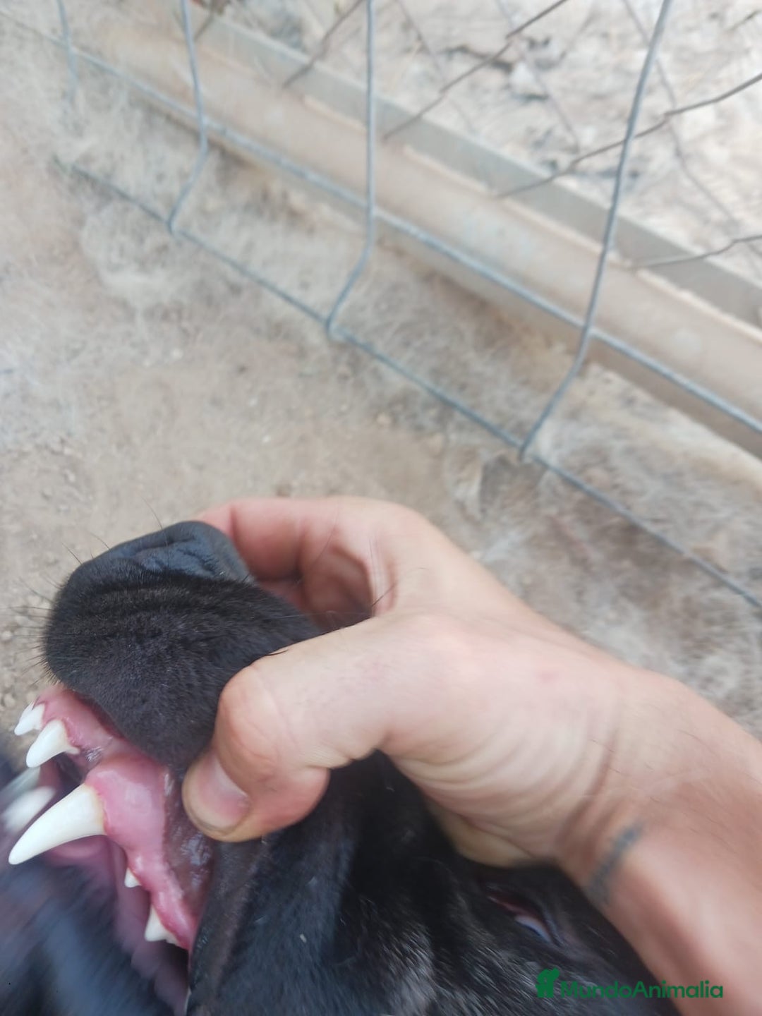 Pastor de Asia Central perros en venta: Kangal turco de un año - Imagen 4