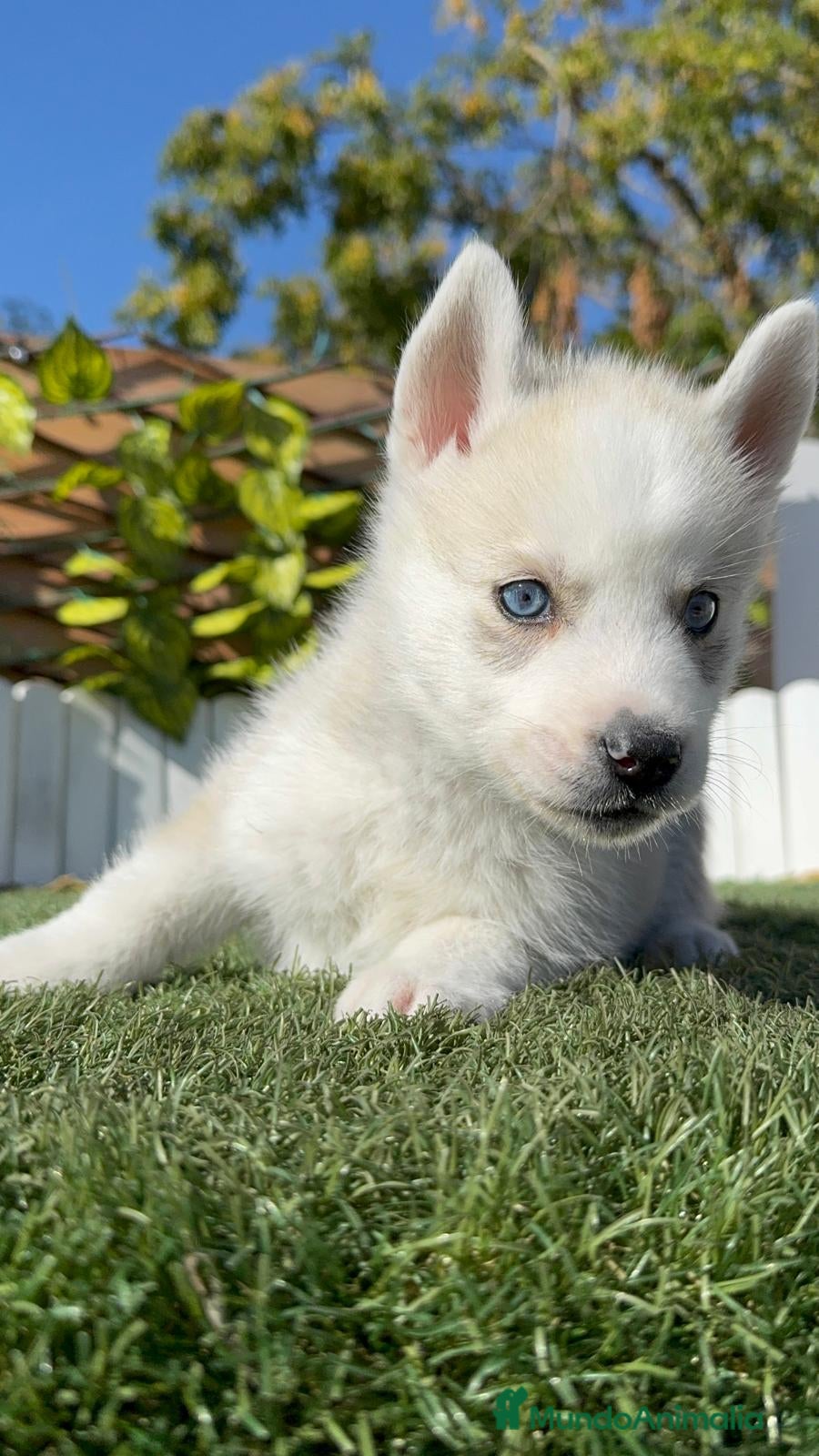 Husky Siberiano perros HUSKY SIBERIANO - Anuncio 3