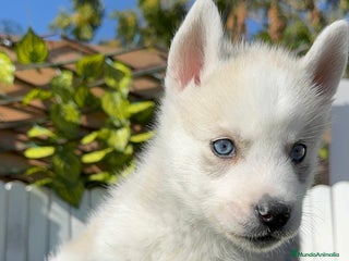Husky Siberiano perros HUSKY SIBERIANO - Anuncio 1