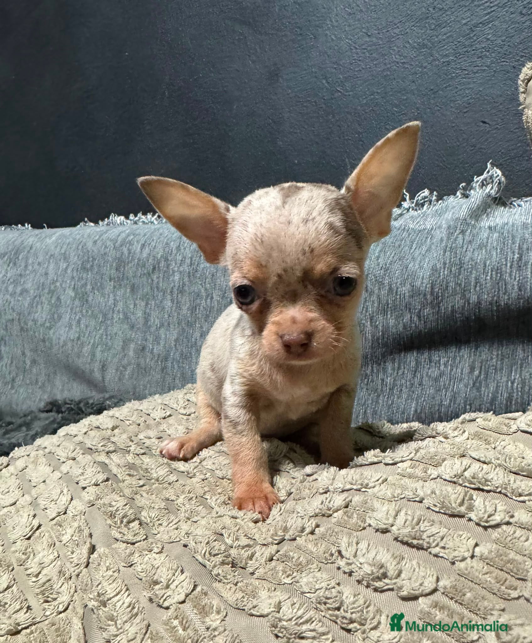 Chihuahua perros Chihuahuas merles exoticos - Anuncio 25
