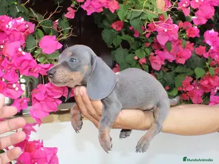 Teckel Miniatura perros Teckels Miniatura - Anuncio 1