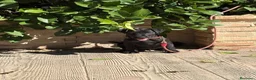 Jack Russell Terrier perros en venta: Cachorro Patterdale terrier  - Anuncio 2