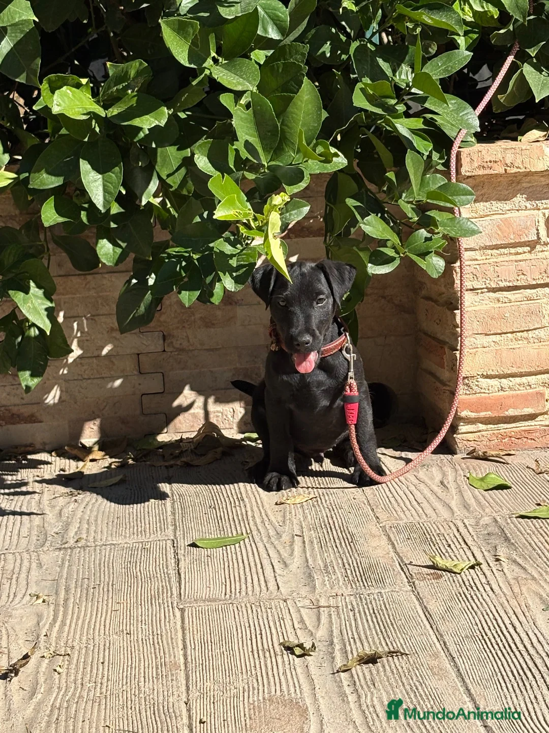 Jack Russell Terrier perros en venta: Cachorro Patterdale terrier  - Anuncio 2
