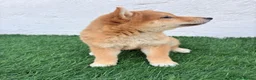 Shiba Inu perros en venta: Shiba Inu - Anuncio 16