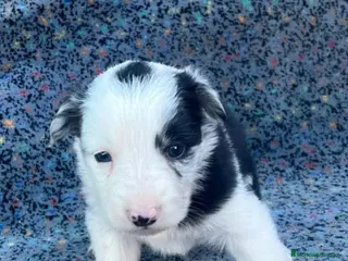 Border Collie perros Border collie - Anuncio 1