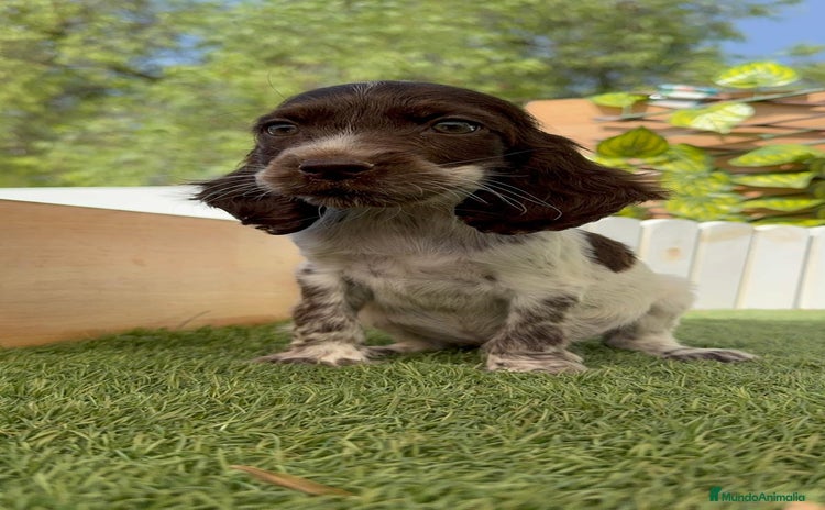 Cocker Spaniel Inglés perros - Anuncio 1
