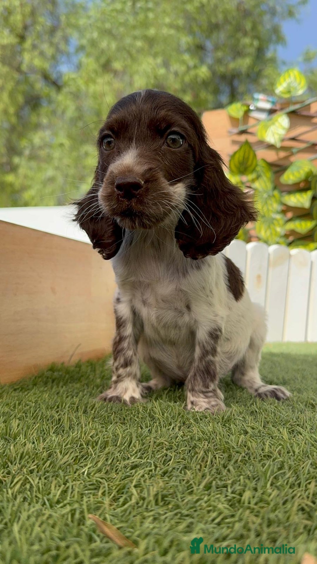 Cocker Spaniel Inglés perros en venta: COCKER SPANIEL RUANO - Imagen 1