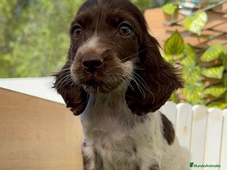 Cocker Spaniel Inglés perros - Anuncio 2