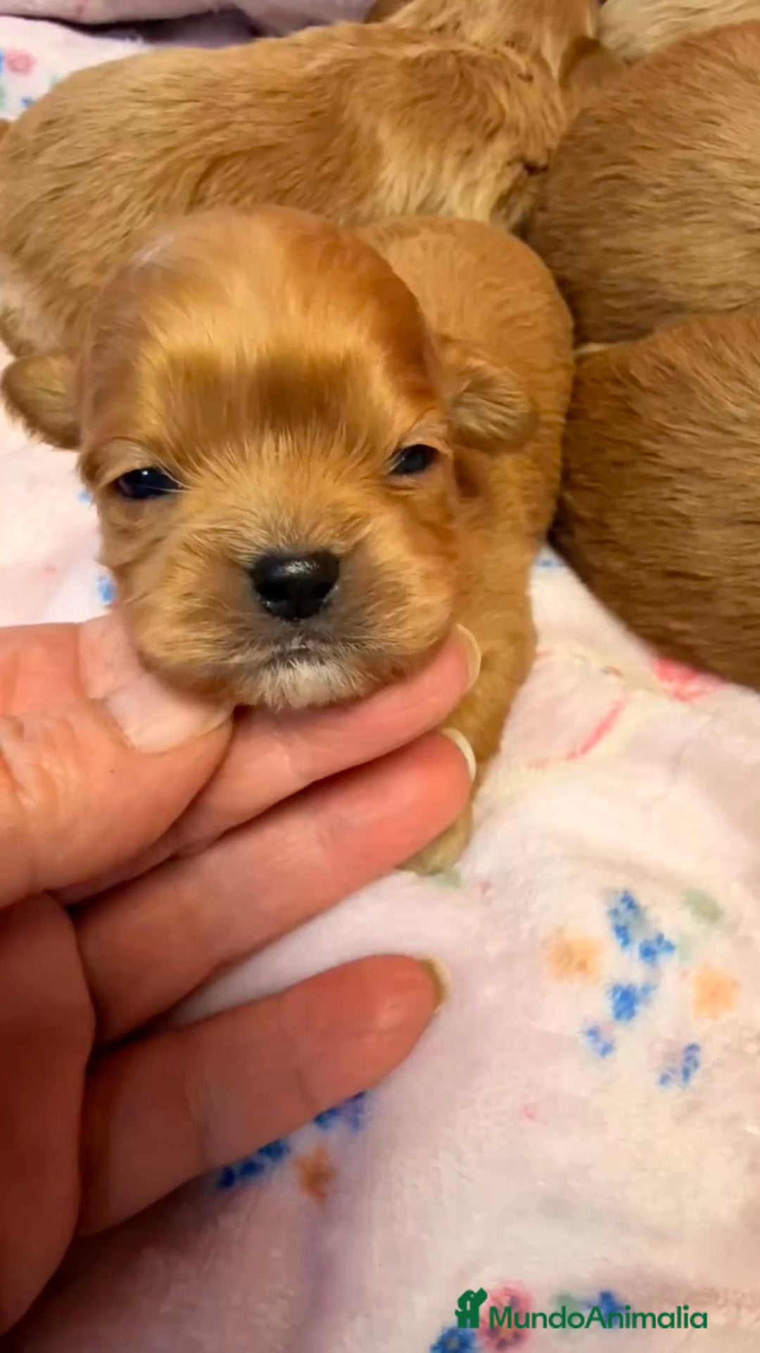 Shihpoo perros en venta: ShihPoo Cachorrotos dorados y rojos - Anuncio 4