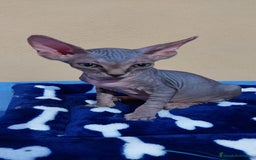 Sphynx gatos en venta: machito tabby  - Imagen 2