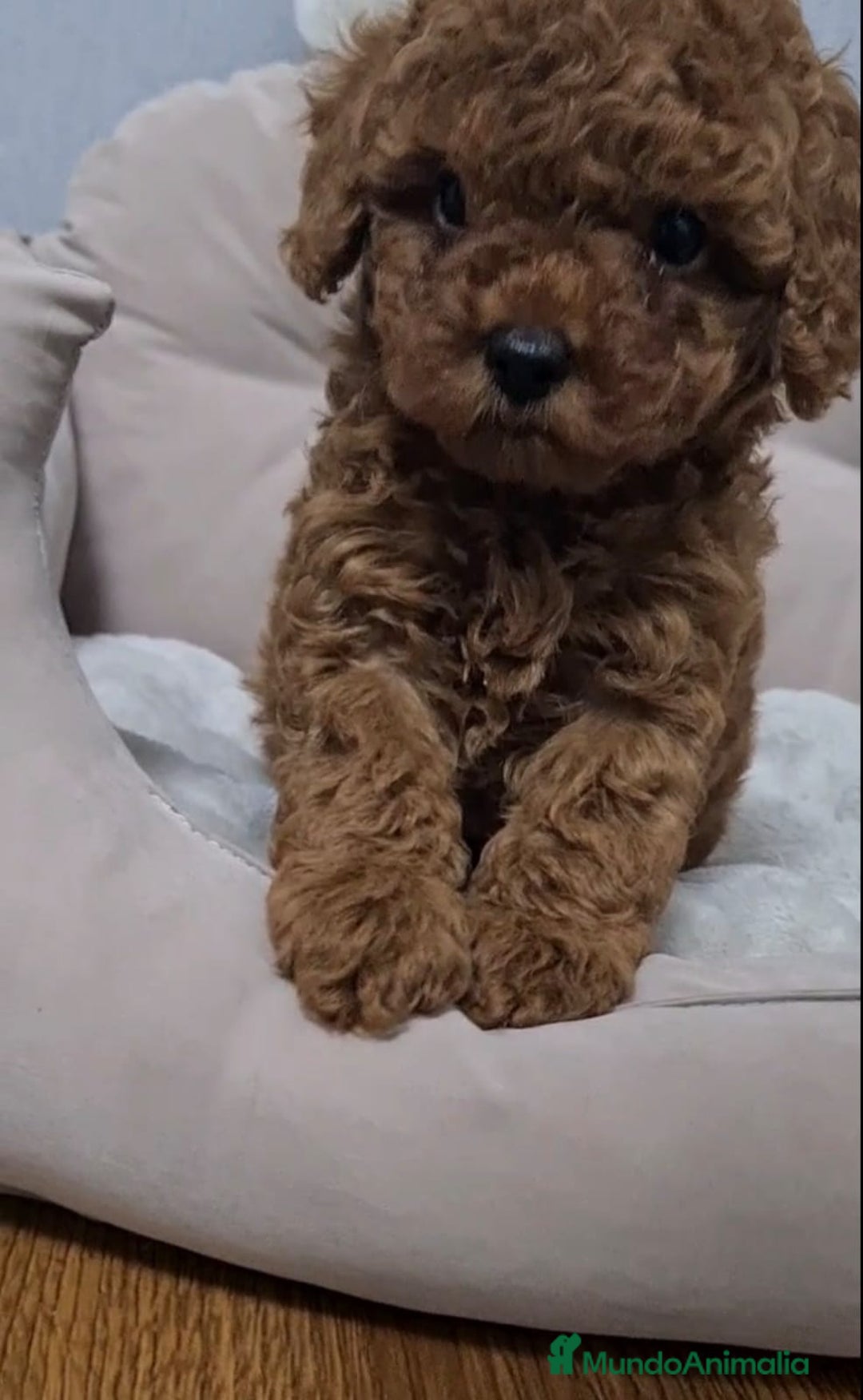 Caniche Toy perros en venta: Preciosos caniches líneas asiáticas  - Anuncio 4