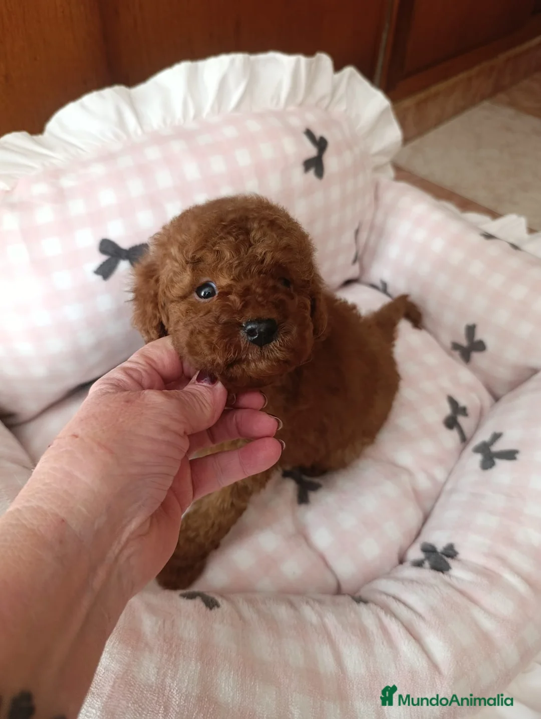 Caniche Toy perros en venta: CANICHE MACHO ROJO EXCLUSIVO  - Anuncio 1