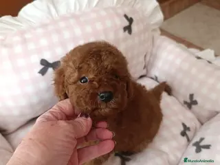 Caniche Toy perros CANICHE MACHO ROJO EXCLUSIVO - Anuncio 1