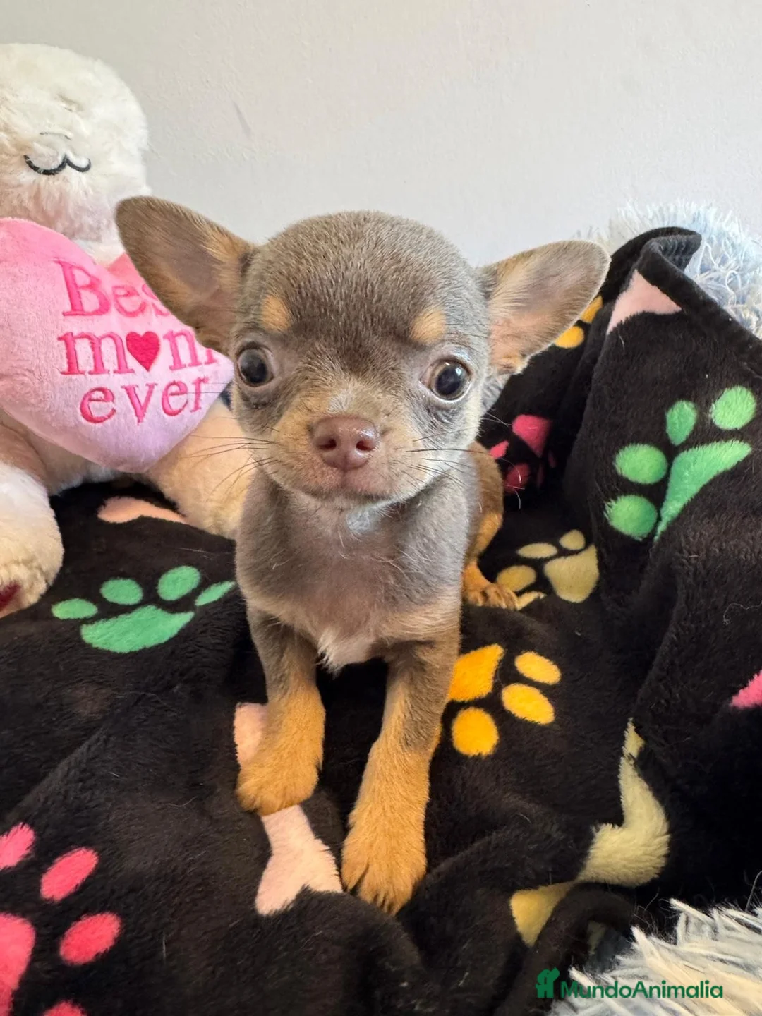 Chihuahua perros en venta: Chihuahua cabeza manzana  - Anuncio 3