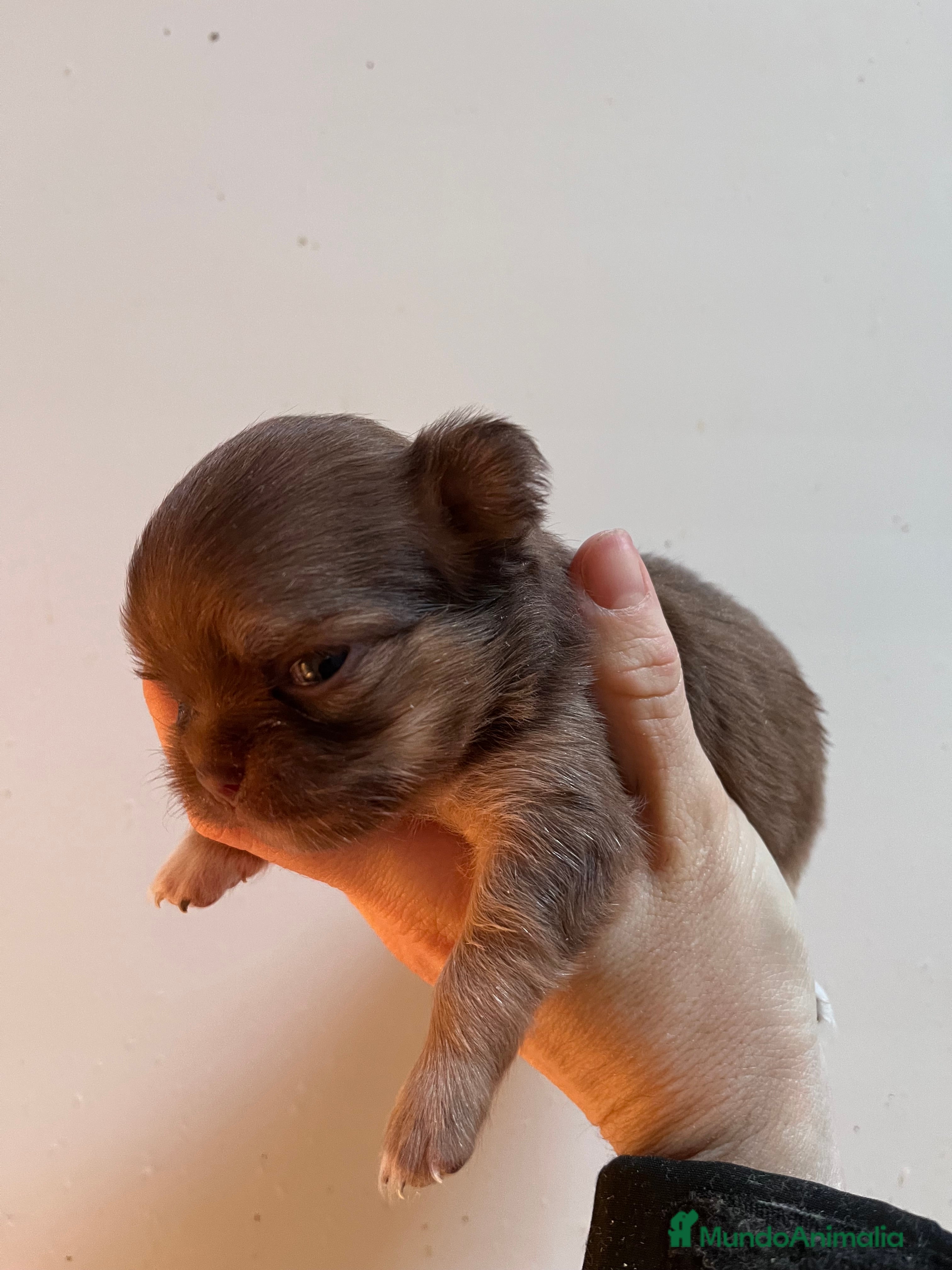 Chihuahua perros Chihuhua pelo largo  - Anuncio 1