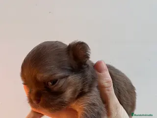 Chihuahua perros Chihuhua pelo largo - Anuncio 18