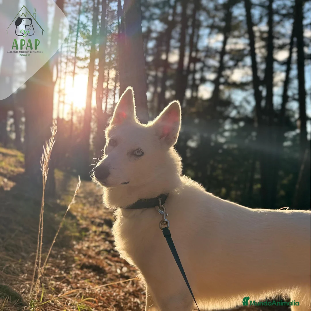 Laika de Siberia Occidental perros en adopcion: RAGNAR busca hogar - Anuncio 2