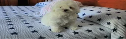 Caniche Toy perros en venta: Caniche toy  - Anuncio 2