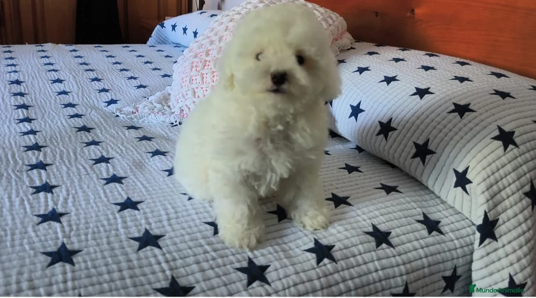 Caniche Toy perros en venta: Caniche toy  - Anuncio 2