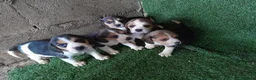 Beagle perros en venta: Beagle - Anuncio 1
