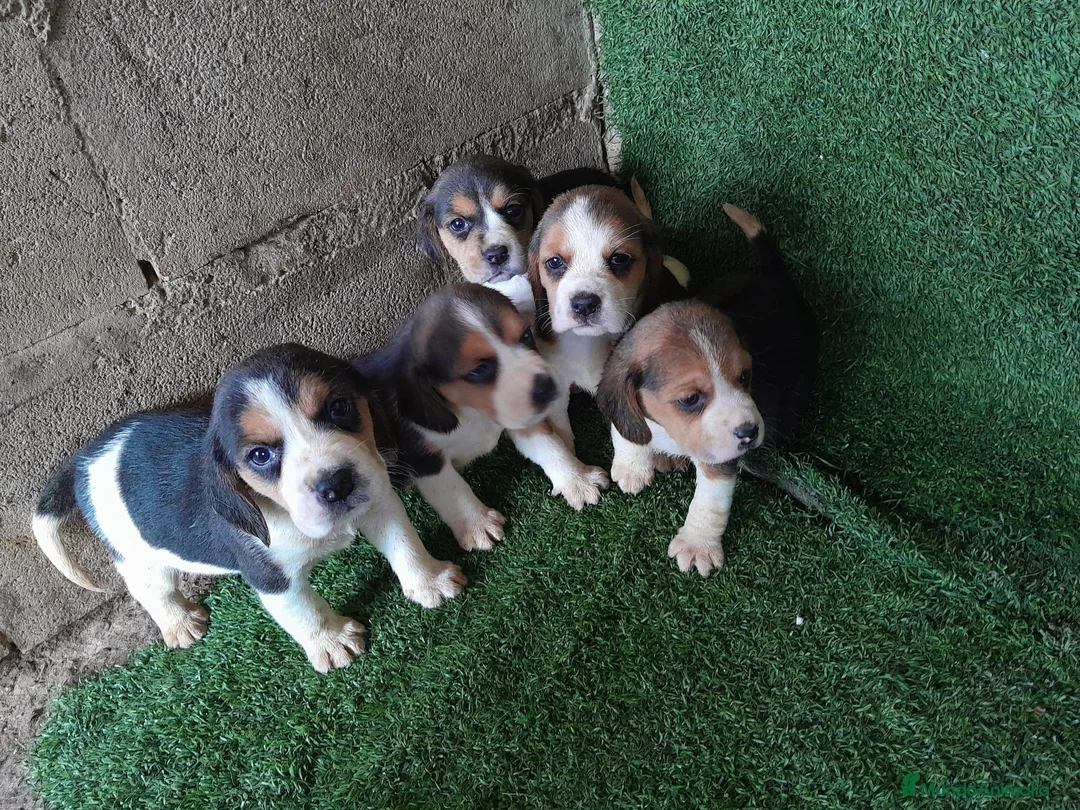 Beagle perros en venta: Beagle - Anuncio 1