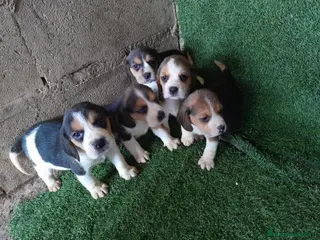 Beagle perros Beagle - Anuncio 2