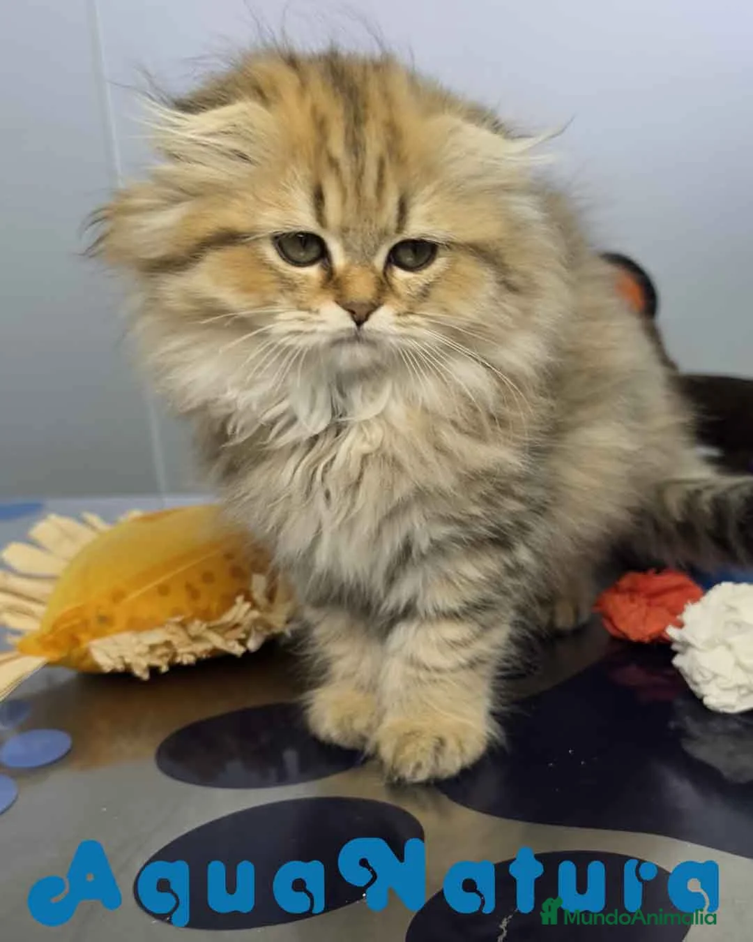 Scottish Fold gatos en venta: Scottish Fold Longhair Hembra 1987 AQUANATURA  - Anuncio 10