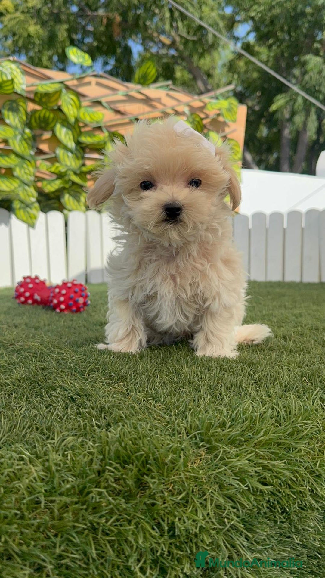 Maltipoo perros en venta: MALTIPOO MINI TOY MUY PEQUEÑITO (2-2´5k adulto) - Imagen 8