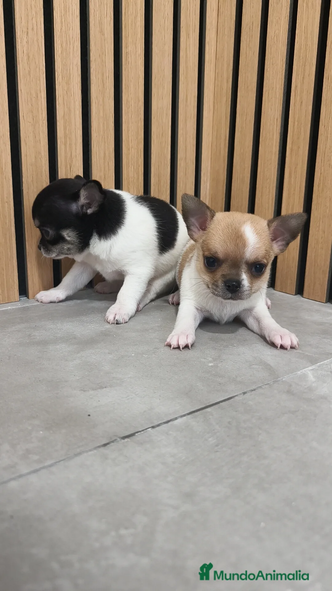 Chihuahua perros en venta: Chihuahua Toy  - Anuncio 4