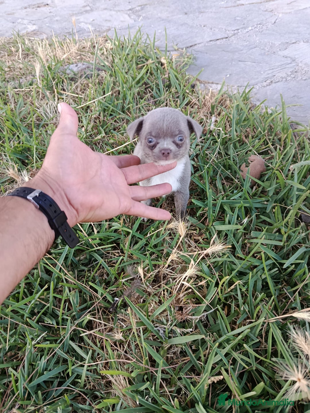 Chihuahua perros en venta: 🐶✨ Cachorros Chihuahua de Línea Exclusiva ✨🐶 - Imagen 6